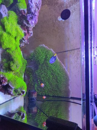 Acuario Marino 250L Completo