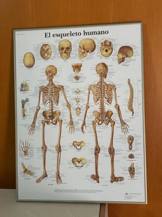 4 Láminas Anatomía Lesiones Deportivas Marco