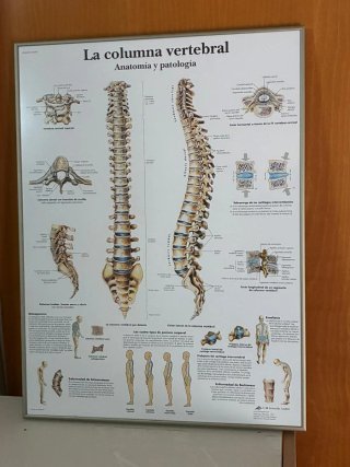 4 Láminas Anatomía Lesiones Deportivas Marco
