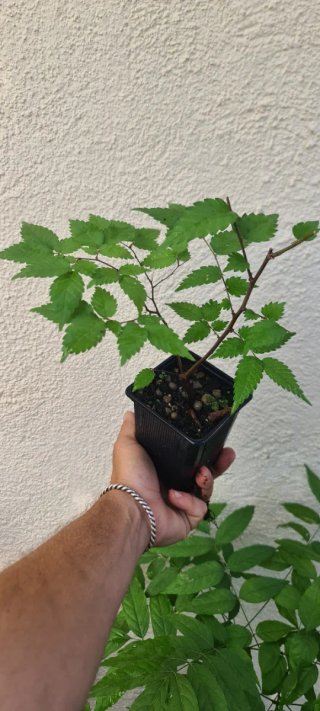 Pre bonsai Zelkova Serrata