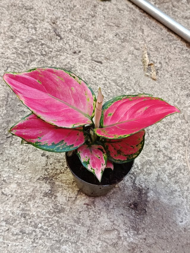 Aglaonema Roja Planta