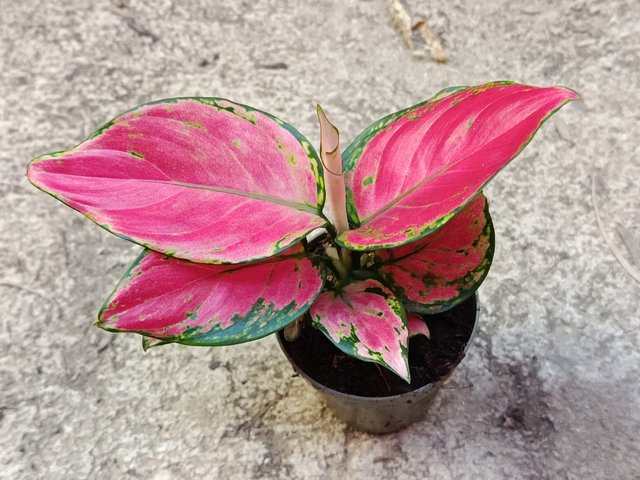 Aglaonema Roja Planta