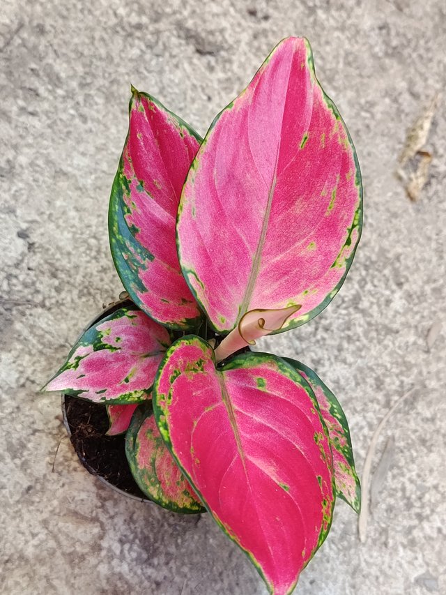 Aglaonema Roja Planta