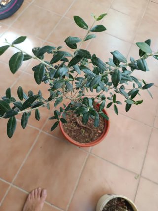 Acebuche pre bonsai en maceta