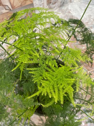 Planta Asparagus GRANDE Y SANA