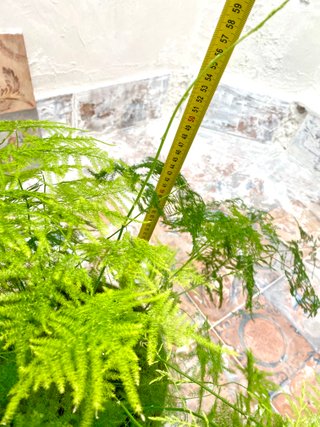 Planta Asparagus GRANDE Y SANA