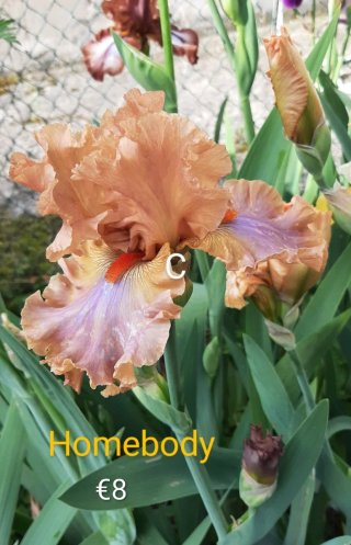 Iris a gogò 1°