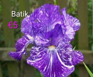 Iris a gogò 1°