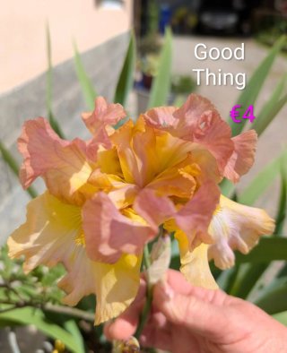 Iris a gogò 1°