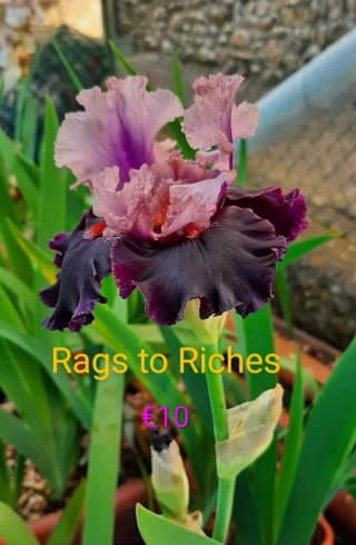 Iris a gogò 1°
