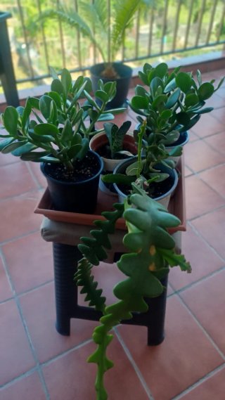 Árbol de Jade y 3 plantas más