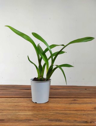 Orquídea Cambria sin flor