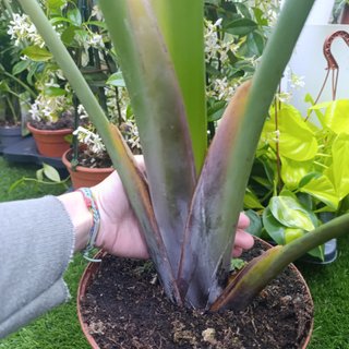 Strelitzia nicolai