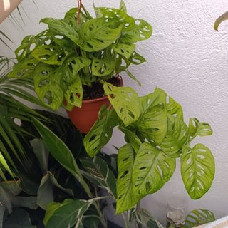 Monstera adansonii