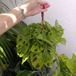 Monstera adansonii