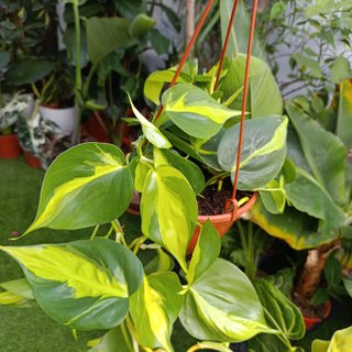 Philodendron Brasil