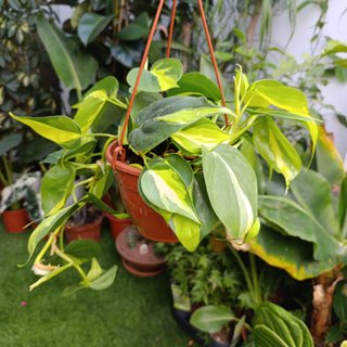Philodendron Brasil