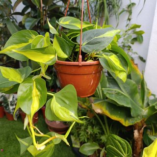 Philodendron Brasil