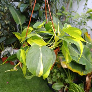 Philodendron Brasil