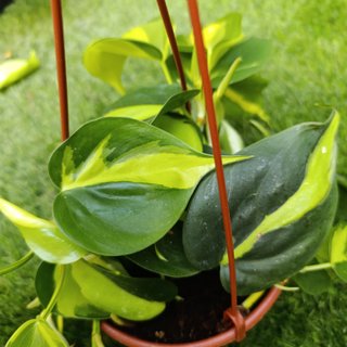 Philodendron Brasil
