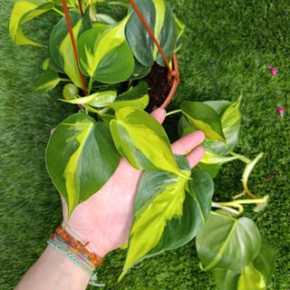 Philodendron Brasil