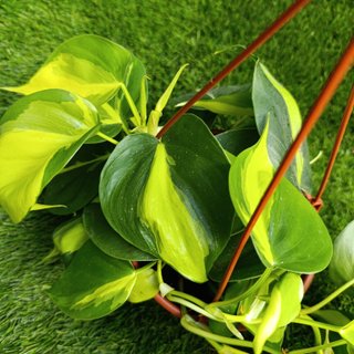 Philodendron Brasil
