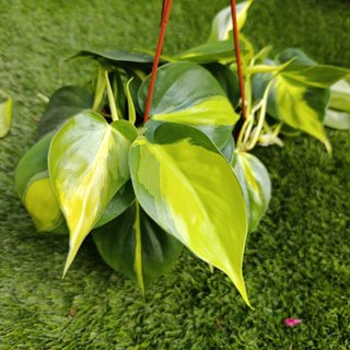 Philodendron Brasil