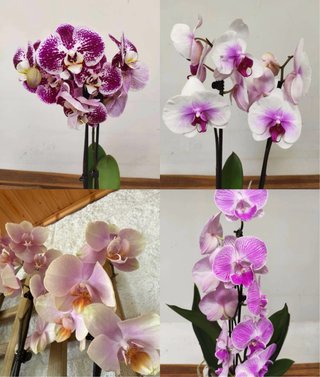 Pack 4 Orquídeas Phalaenopsis