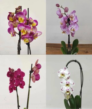 Pack 4 Orquídeas Phalaenopsis