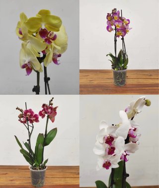 Pack 4 Orquídeas Phalaenopsis