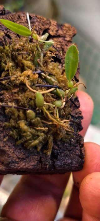 Bulbophyllum tjadasmalangense