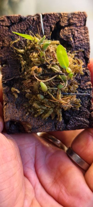 Bulbophyllum tjadasmalangense