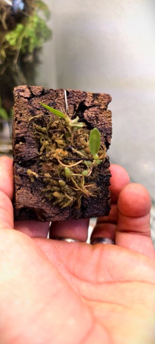 Bulbophyllum tjadasmalangense