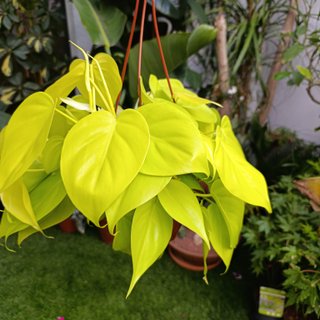 Philodendron lemon lime