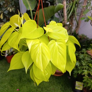 Philodendron lemon lime