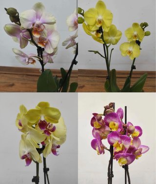Pack 4 Orquídeas Phalaenopsis