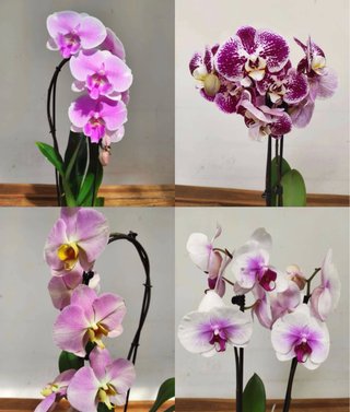4 Orquídeas Phalaenopsis en Flor