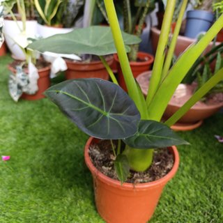 2en1 Alocasia 'Regal Shield'