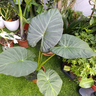 2en1 Alocasia 'Regal Shield'