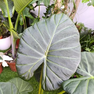 2en1 Alocasia 'Regal Shield'