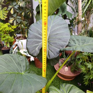 2en1 Alocasia 'Regal Shield'
