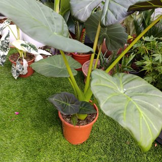 2en1 Alocasia 'Regal Shield'