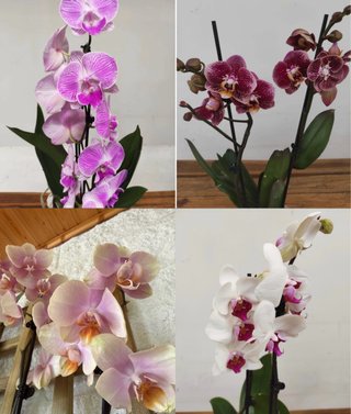 Pack 4 Orquídeas Phalaenopsis