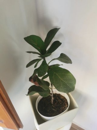 Planta Ficus en maceta blanca