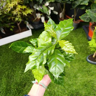 Coffea arabica