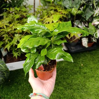 Coffea arabica