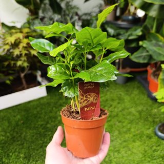 Coffea arabica