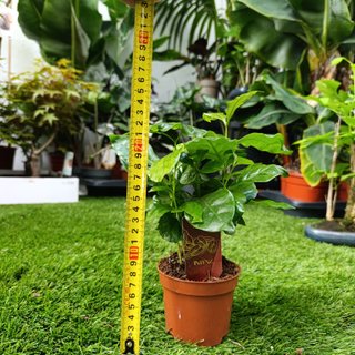 Coffea arabica