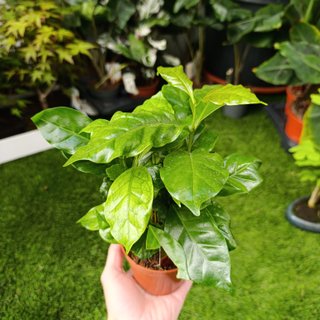 Coffea arabica