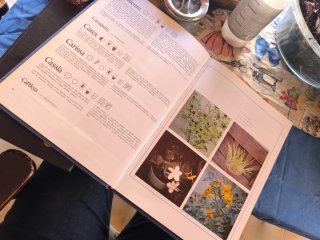 Lote vintage de botánica y micología